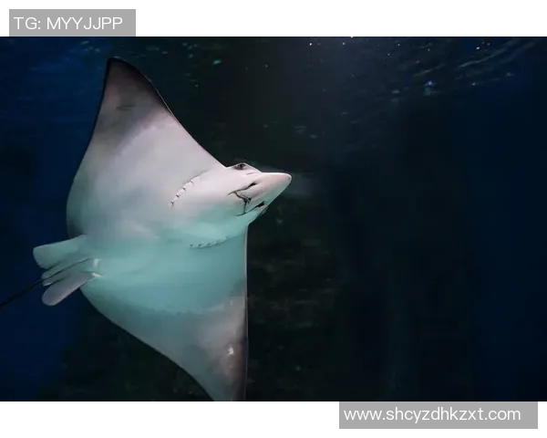 全红蝉的生态奇观与保护现状探讨：让我们共同守护这片美丽的自然家园